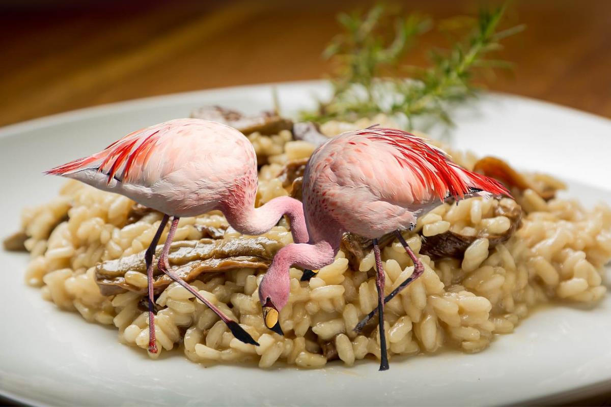 Dünyaca ünlü risotto için yetiştirilen pirinç tarlaları, bu kez kuraklıktan değil Afrika'dan gelen flamingolardan zarar görüyor