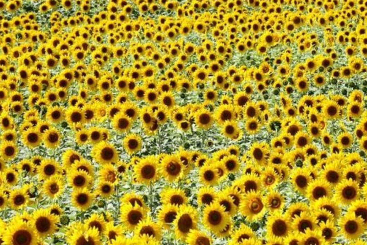 Yağlık ayçiçeği tohumu ve ham ayçiçeği yağı ithalatında tarife kontenjanı açıldı