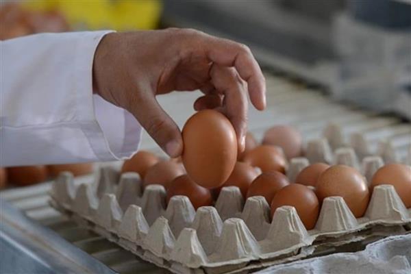 Tavuk döner zehirlenmesinin ardından gündeme gelen Salmonella tehlikesi uzmanlardan yumurta teması sonrası el hijyenine dair hayati uyarılar