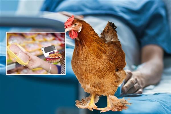 Türkiye'nin en büyük tavuk üreticisindeki ölümcül listeria bakterisi için sadece 210 bin lira ceza kesildi