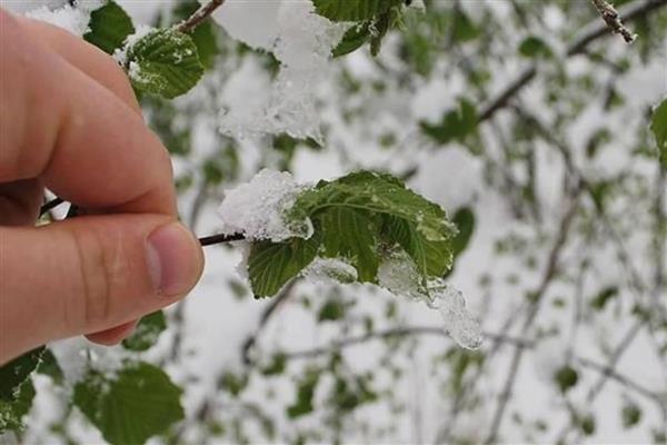 Zirai don Türkiye'yi vurdu: Fındık, üzüm, kayısı ve seralarda yüzde 50'ye varan kayıp yaşandı