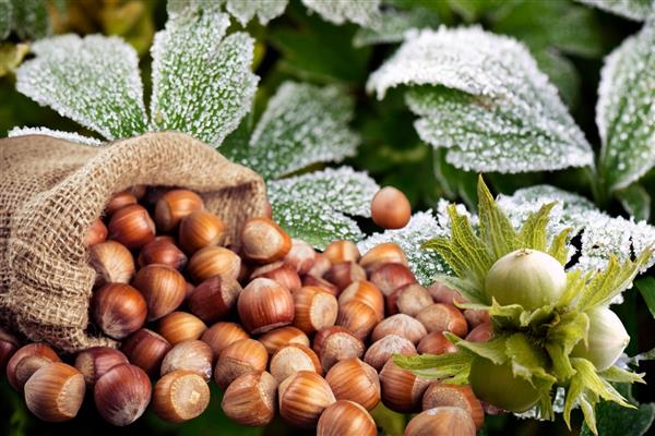 Don vuran fındıkta rekolte düştü fiyatlar hızla yükseldi ihracatçı endişeli
