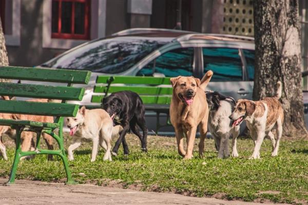 Anayasa Mahkemesi, sokak hayvanları düzenlemesinin iptal istemini reddetti