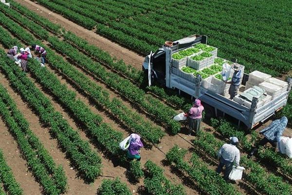 Türkiye 2025'te 12 milyon ton bitkisel üretim kaybıyla karşı karşıya