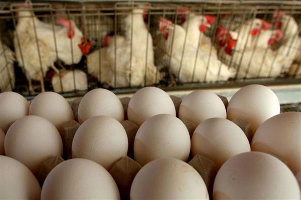 Sofralık yumurta ihracatında muafiyet düzenlemesi