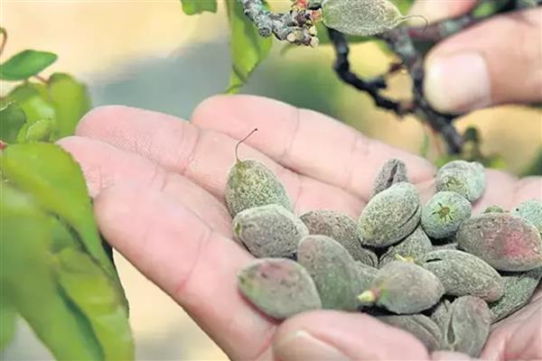 Meclis'te zirai don hasarı masaya yatırıldı: TARSİM Genel Müdürü Bekir Engürülü 21 milyar liralık ön tespit hasar rakamını açıkladı