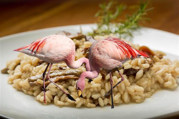 Dünyaca ünlü risotto için yetiştirilen pirinç tarlaları, bu kez kuraklıktan değil Afrika'dan gelen flamingolardan zarar görüyor