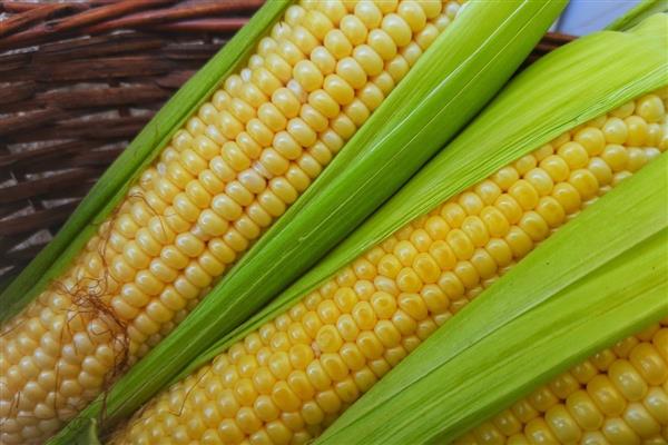 500 bin tonluk mısır ithalatı kararı