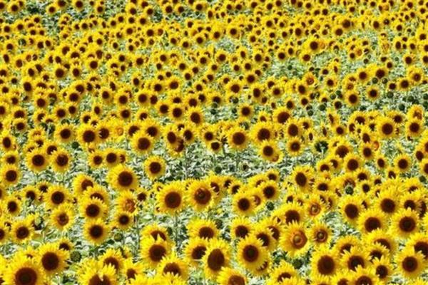 Yağlık ayçiçeği tohumu ve ham ayçiçeği yağı ithalatında tarife kontenjanı açıldı