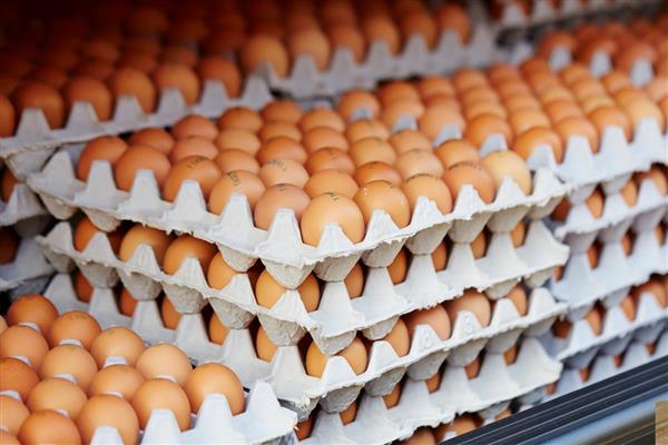 Yumurtaya ihracatta uygulanan fon kaldırıldı, fiyatlar yeniden yükselişe geçti