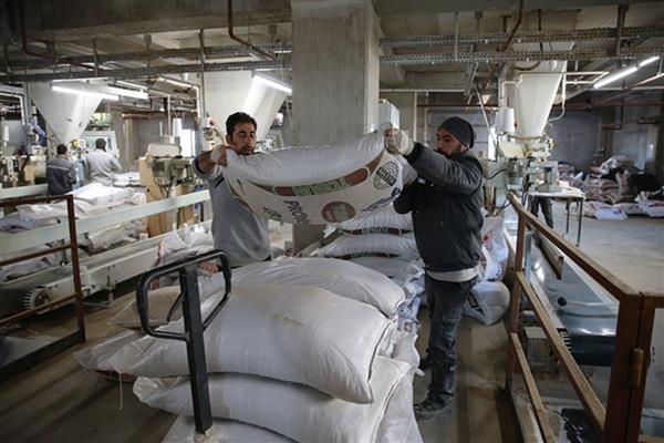 Yem sanayicilerine göre yağlı tohumlu bitkilerde yerli üretim teşvik edilmeli