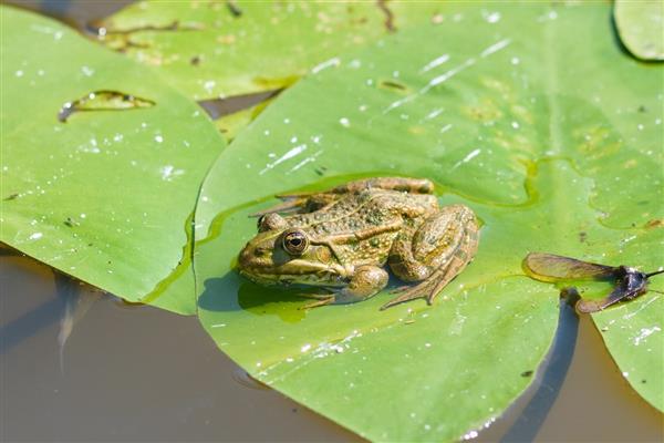 Japon araştırmacılar kurbağa bakterisinin kolon kanseri tümörlerini yok edebileceğini söyledi