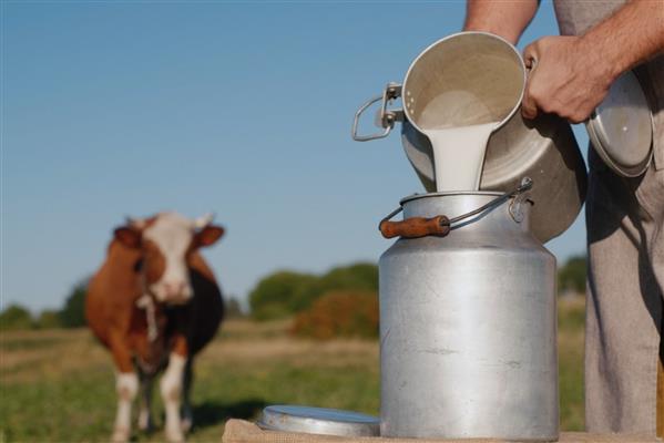 Süt üretimi kasım ayında gerilerken yıllık düşüş yüzde 4'ü buldu