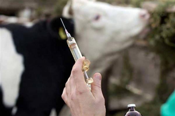 Güney Afrika'da şap salgını nedeniyle ulusal afet hali ilan edildi