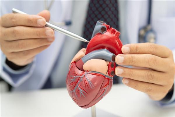 Uzmanlara göre kalp ve damar sağlığı anne karnında başlıyor ve riskler yaşam boyu şekilleniyor