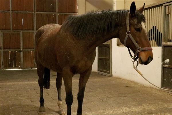 TMSF safkan İngiliz kısrağı Louversey ile tayını açık artırmayla satışa çıkarıyor