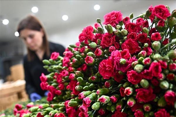 8 Mart için Türkiye'den 35 ülkeye 80 milyon dal çiçek gönderildi, ihracatta yüzde 15 artış yaşandı