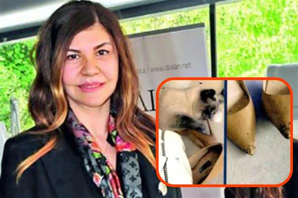 Serap Tibuk'un kedisi 50 bin TL'lik lüks ayakkabıyı yedi