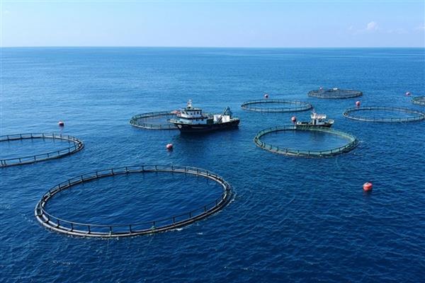 Su ürünleri ihracatı yılın ilk çeyreğinde güçlü artışla 552 milyon doları aştı