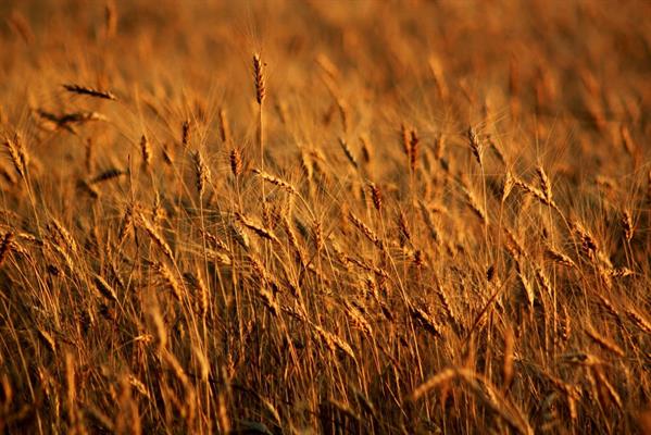 Hürmüz krizi mutfağa yansıdı, küresel gıda fiyatlarında yükseliş sürüyor