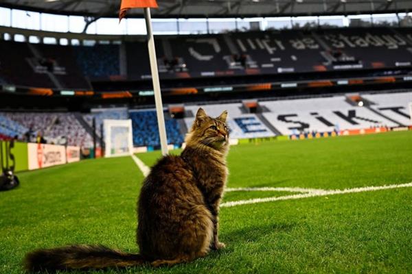 UEFA'nın finalinde de bir İstanbul klasiği yaşandı ve sahaya giren kedi viral oldu
