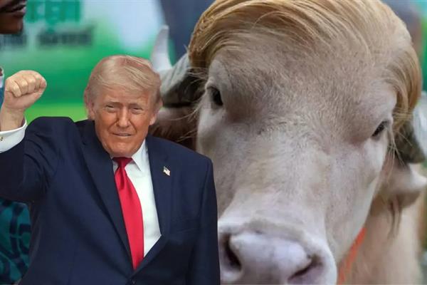 Donald Trump'a benzetilen albino manda sosyal medyada fenomen oldu, kesilmekten son anda kurtarıldı