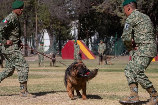 Türkiye'nin Meksika'ya hediye ettiği Alman kurdu Venezuela'da sahaya çıktı