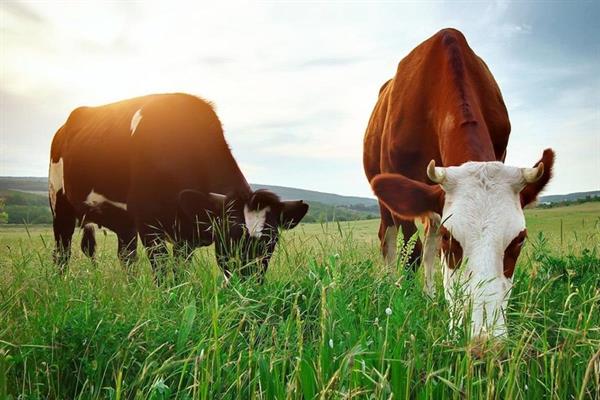 Avrupa Birliği'nden hayvancılık sektörünü güçlendirecek yeni strateji