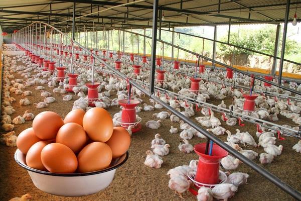 Tavuk eti üretimi mayısta azalırken yumurta üretimi arttı